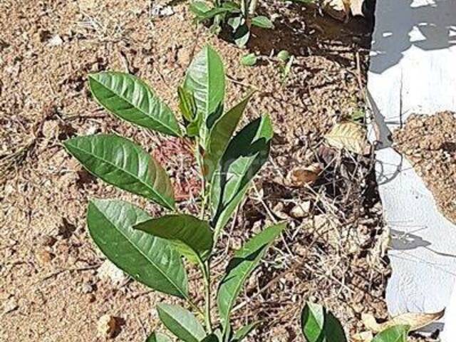 Terreno para Venda em São Pedro da Aldeia - 3