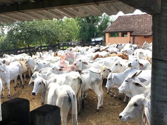 Fazenda para Venda em Araruama - 5